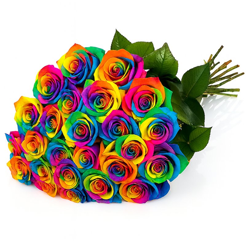 Rainbow růže
